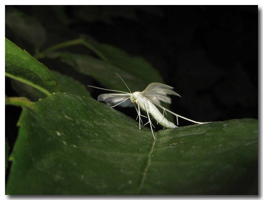 Pterophorus pentadactyla